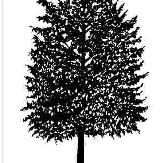 thumbnail for publication: Acer platanoides 'Cleveland': 'Cleveland' Norway Maple